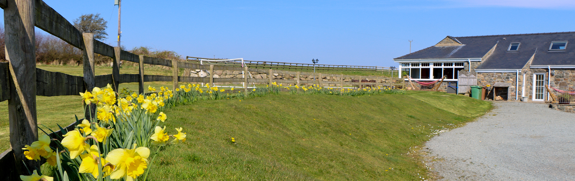 daffodils running along the fence